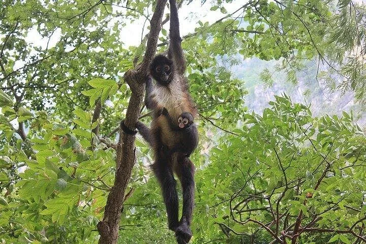 Spider monkey carrying a baby while hanging from a tree branch